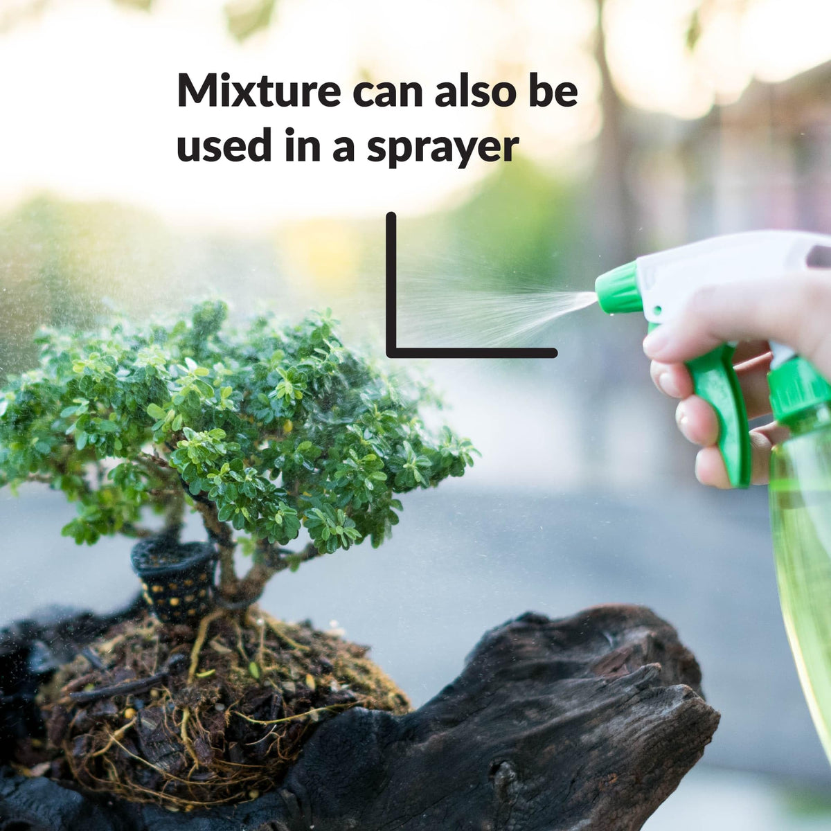 SUPERthrive Bonsai-Pro solution being diluted for root-friendly feeding.