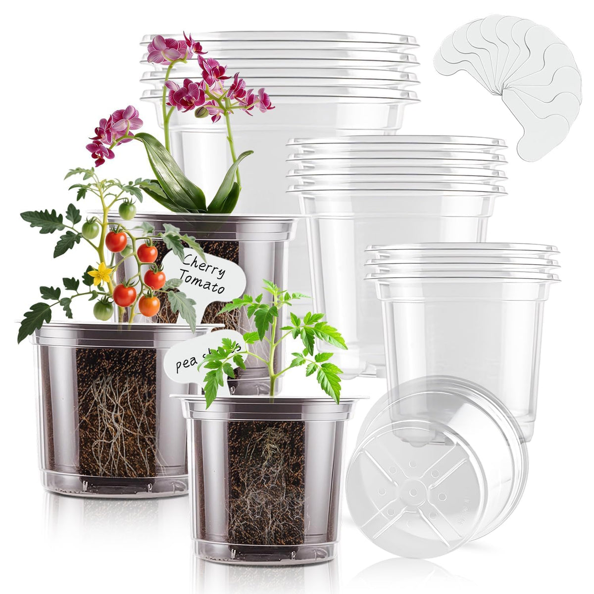 SupKing clear 6-inch nursery pot for easy transplanting and root viewing.