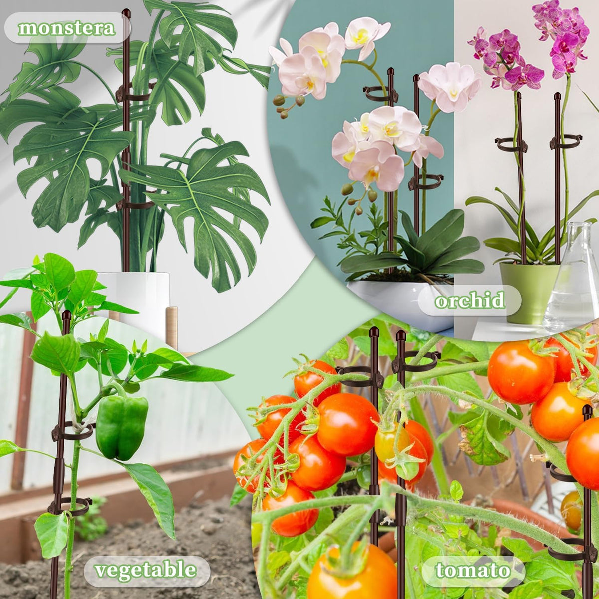 Indoor-outdoor plant support suitable for tomatoes, roses, and vegetables.