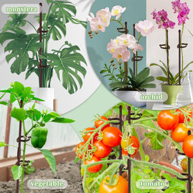 Indoor-outdoor plant support suitable for tomatoes, roses, and vegetables.