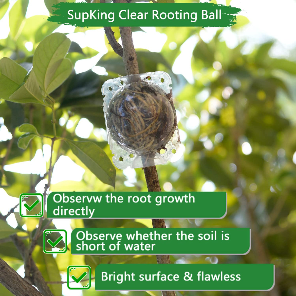 SupKing plant rooting device in use on a rose/climbing plant.