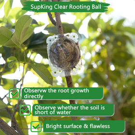 SupKing plant rooting device in use on a rose/climbing plant.