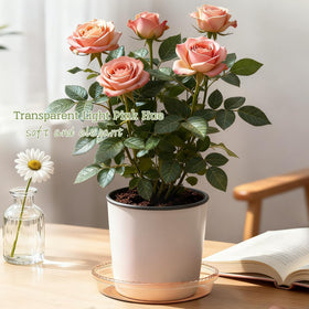SupKing 6-inch green saucer pack keeps pots tidy and prevents spills.