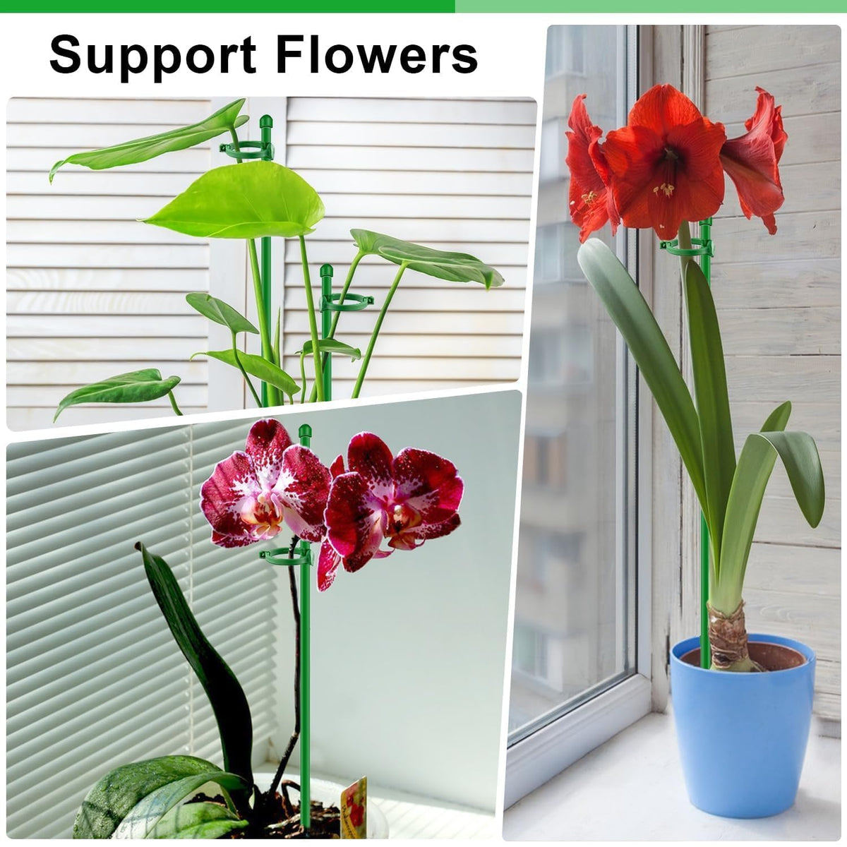 SupKing tomato, orchid, and rose support keeps plants upright.