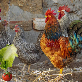 Suplklz chicken feeder with chain included for adjustable length in coop