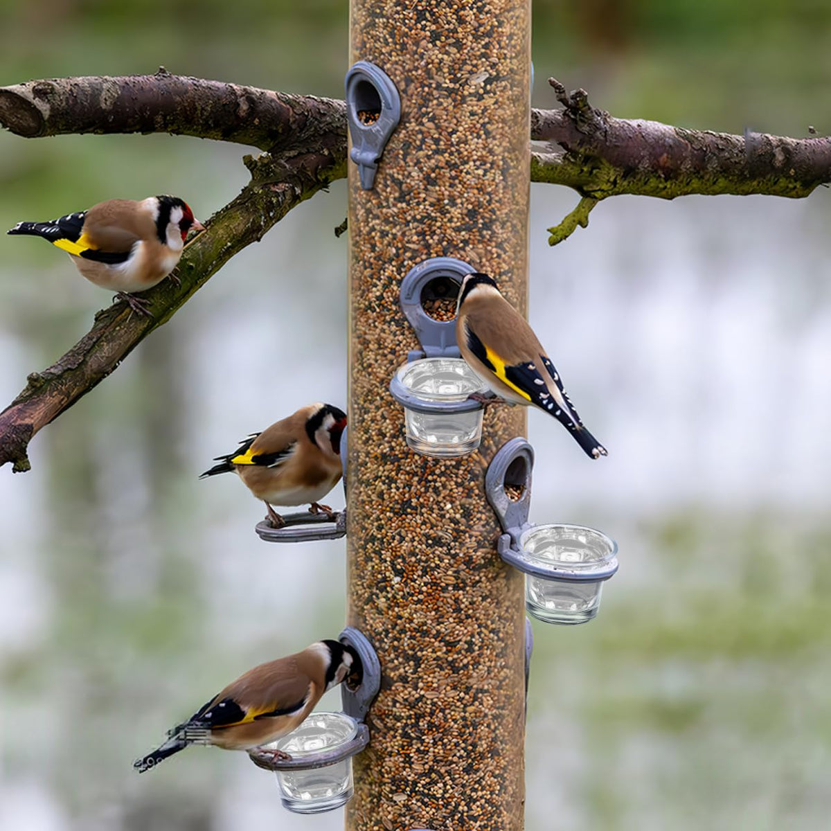 SUPVOX transparent bird cup shows feeding activity from indoors