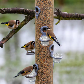 SUPVOX transparent bird cup shows feeding activity from indoors