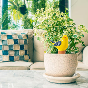 Sure Yuesi self-watering system delivers consistent hydration to roots.