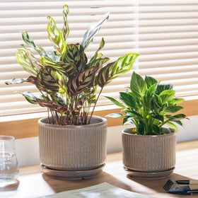 Sure Yuesi speckle gray pot with included saucer to protect surfaces.