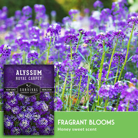Survival Garden Seeds alyssum border planting creates a fragrant edge