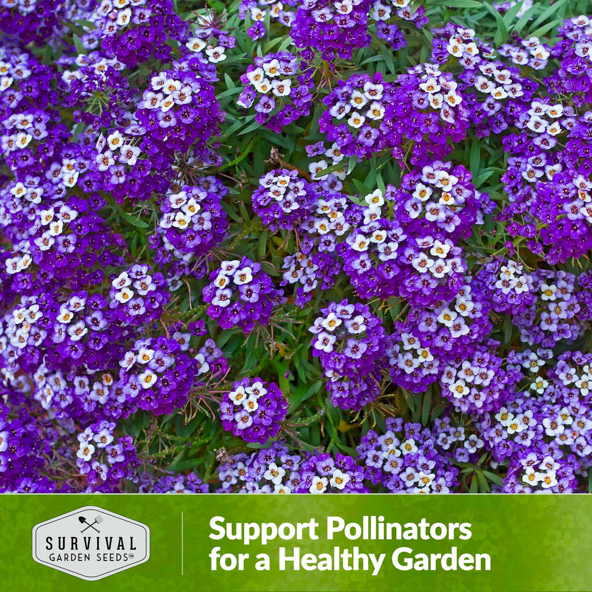 Survival Garden Seeds alyssum self-seeding for ongoing color