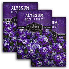 Survival Garden Seeds alyssum purple clusters for fragrant ground cover display
