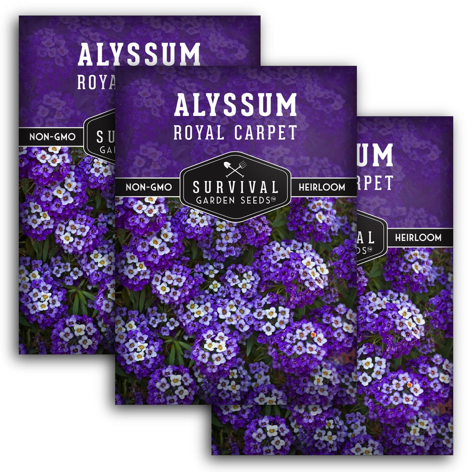 Survival Garden Seeds alyssum purple clusters for fragrant ground cover display