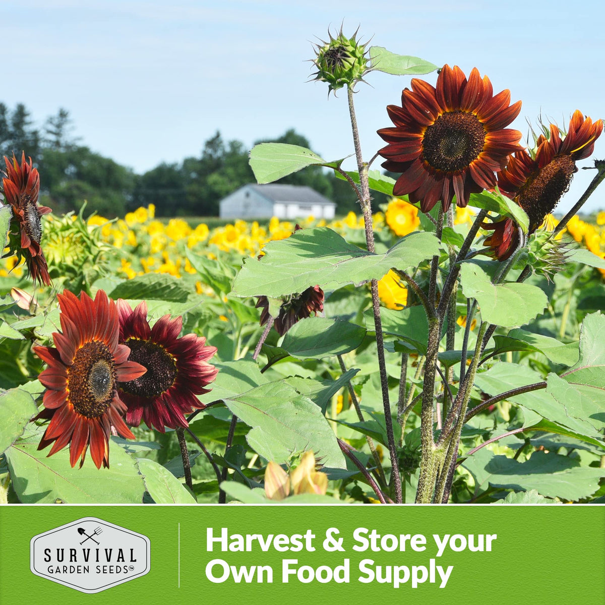 SURVIVAL GARDEN SEEDS easy planting instructions guide smooth germination and successful seedling care.