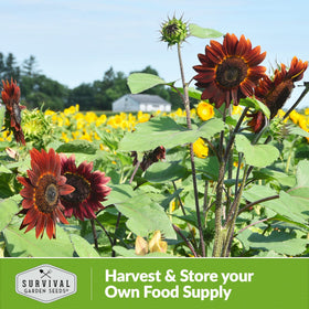 SURVIVAL GARDEN SEEDS easy planting instructions guide smooth germination and successful seedling care.