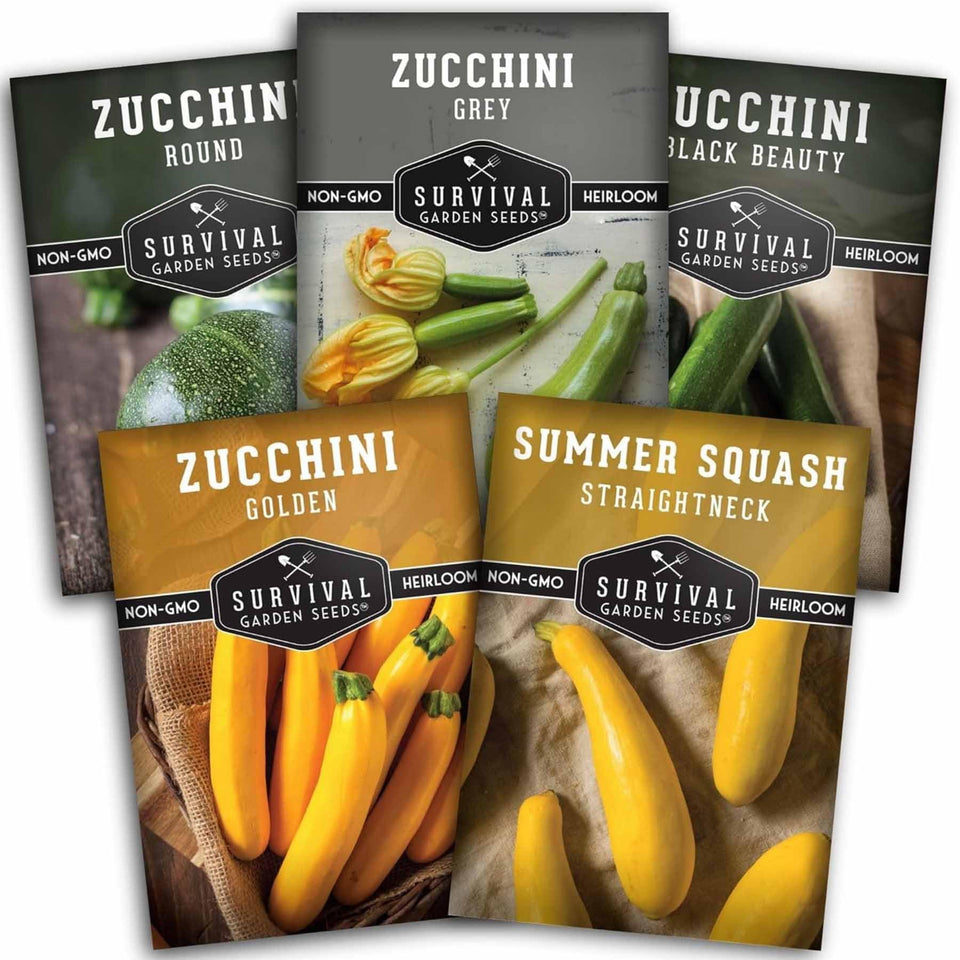 SURVIVAL GARDEN SEEDS Black Beauty zucchini on a sunny vine for a prolific harvest.