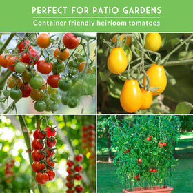 Black Cherry tomato seeds by Survival Garden Seeds for sweet, prolific harvests