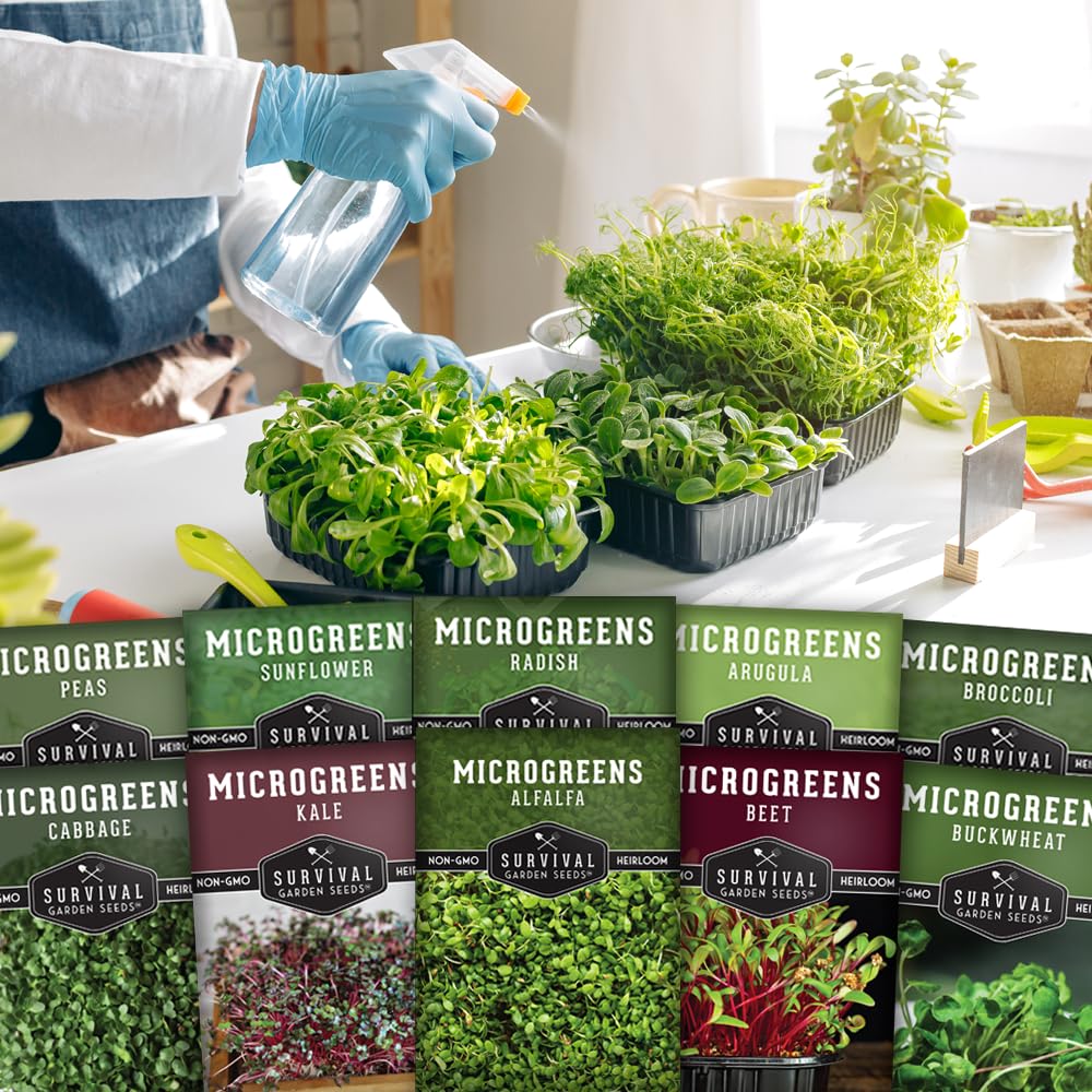Survival Garden Seeds broccoli microgreen seed for fresh toppings and salads.