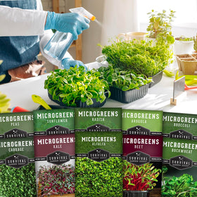Survival Garden Seeds broccoli microgreen seed for fresh toppings and salads.