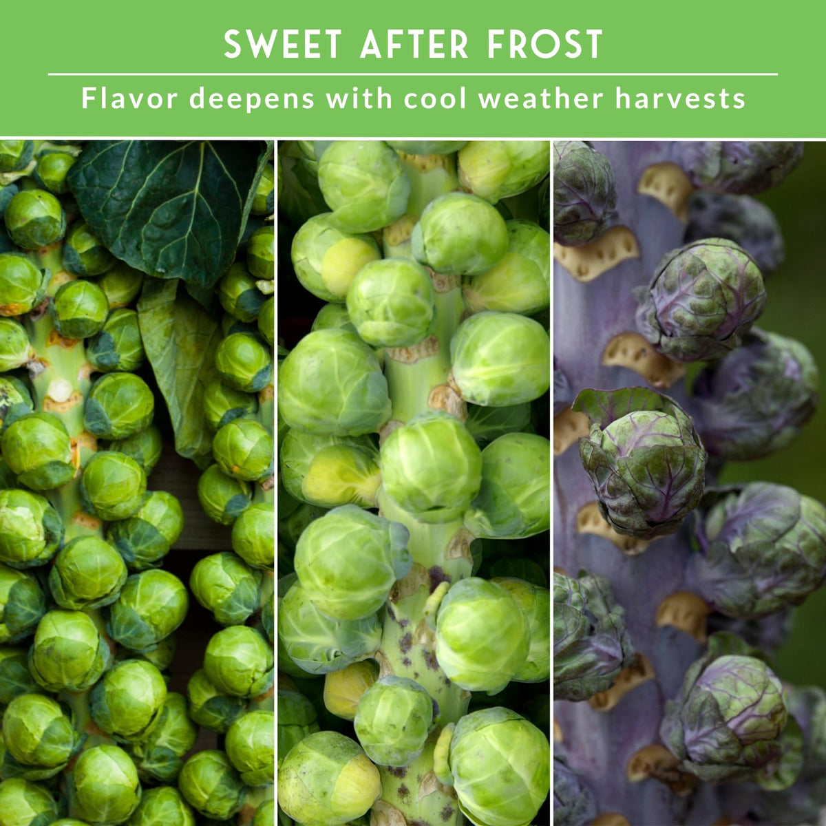 SURVIVAL GARDEN SEEDS Brussels sprouts plants in early growth stage
