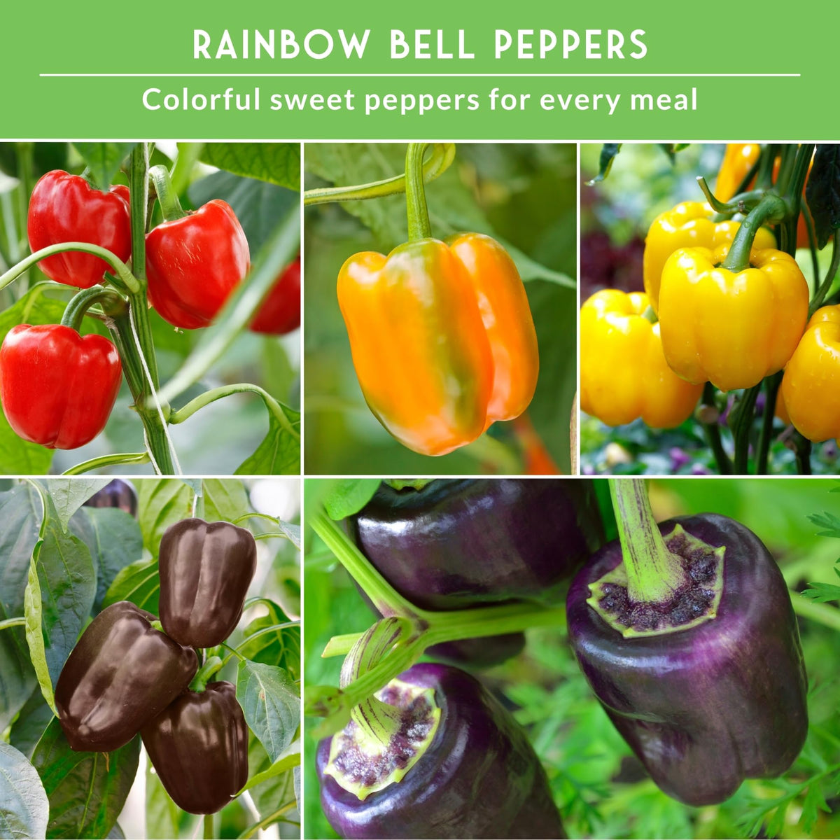 SURVIVAL GARDEN SEEDS California Wonder pepper fruit, crisp sweetness for grilled dishes