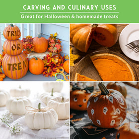 SURVIVAL GARDEN SEEDS casper pumpkin seeds for ghostly white, decorative pumpkins.