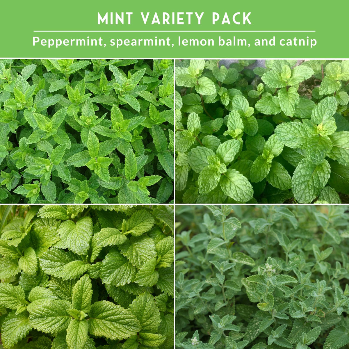 SURVIVAL GARDEN SEEDS Catnip seed packet, cat-friendly herb for indoor gardens.
