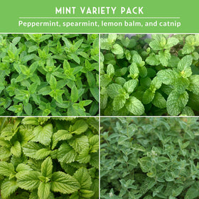 SURVIVAL GARDEN SEEDS Catnip seed packet, cat-friendly herb for indoor gardens.