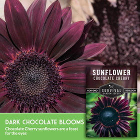 SURVIVAL GARDEN SEEDS chocolate-centered blooms attract bees and butterflies for pollinator-friendly gardens.