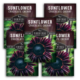 SURVIVAL GARDEN SEEDS chocolate cherry sunflower bloom 6-7ft tall adds dramatic color and habitat appeal.