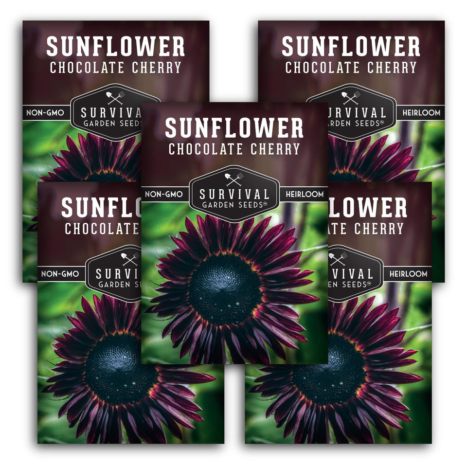 SURVIVAL GARDEN SEEDS chocolate cherry sunflower bloom 6-7ft tall adds dramatic color and habitat appeal.