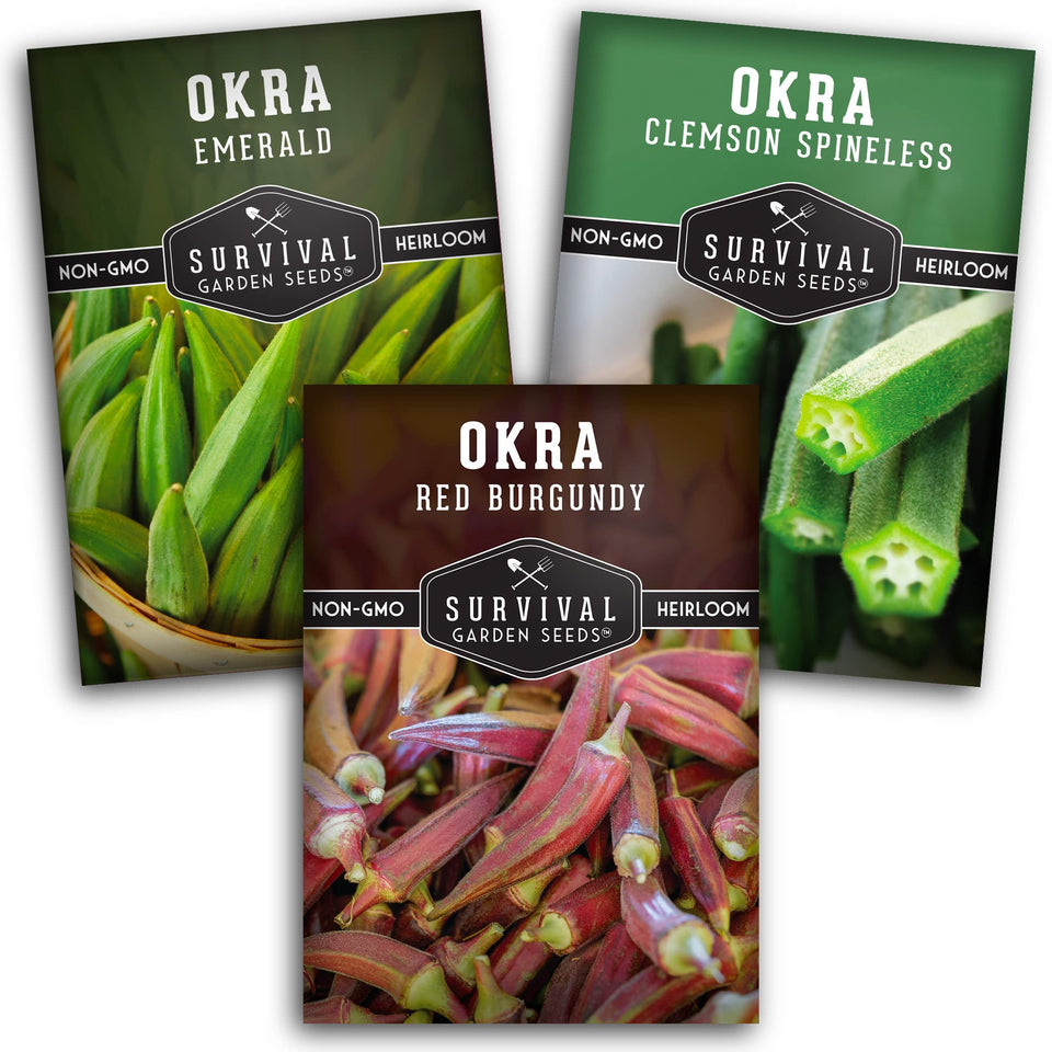 SURVIVAL GARDEN SEEDS Clemson Spineless okra pods, ready for easy harvesting.