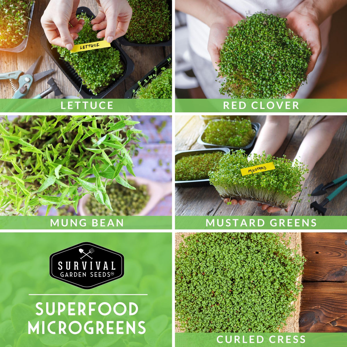 SURVIVAL GARDEN SEEDS clover microgreens seeds perfect for nutrient-dense baby greens