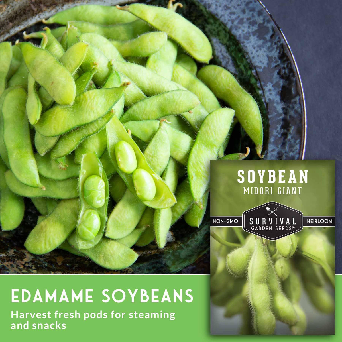 Fresh edamame pods from compact bushy plants for cooking.