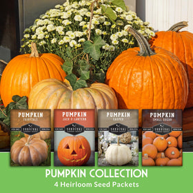 SURVIVAL GARDEN SEEDS fairytale pumpkin seeds for decorative and flavorful pumpkins.