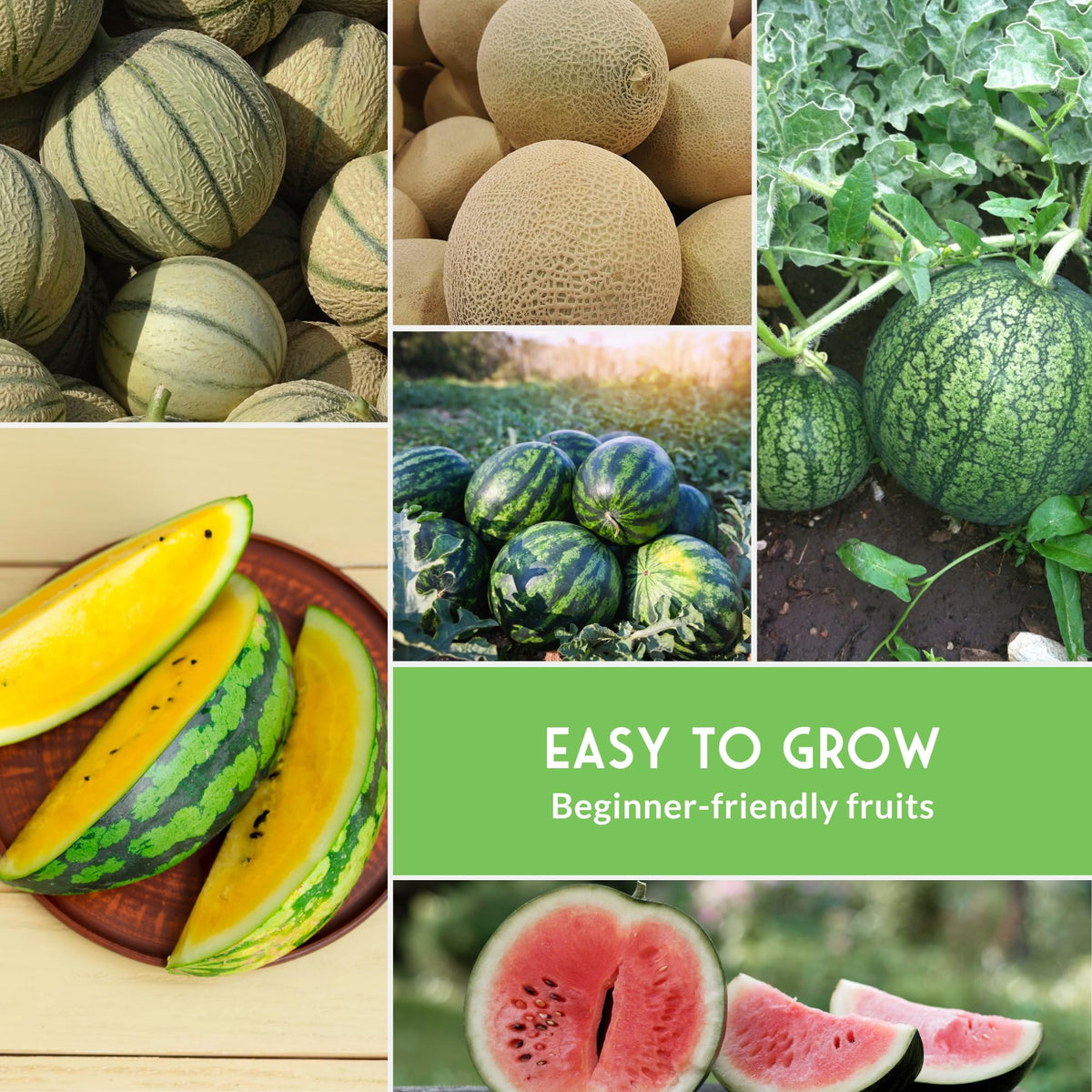 Survival Garden Seeds Georgia Rattlesnake watermelon seed pack side view