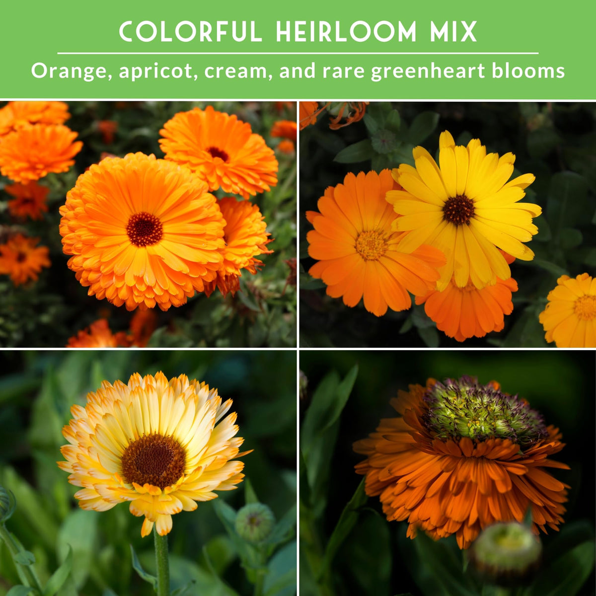 Survival Garden Seeds Greenheart calendula seed pack with green-foliage blooms for pollinator beds.