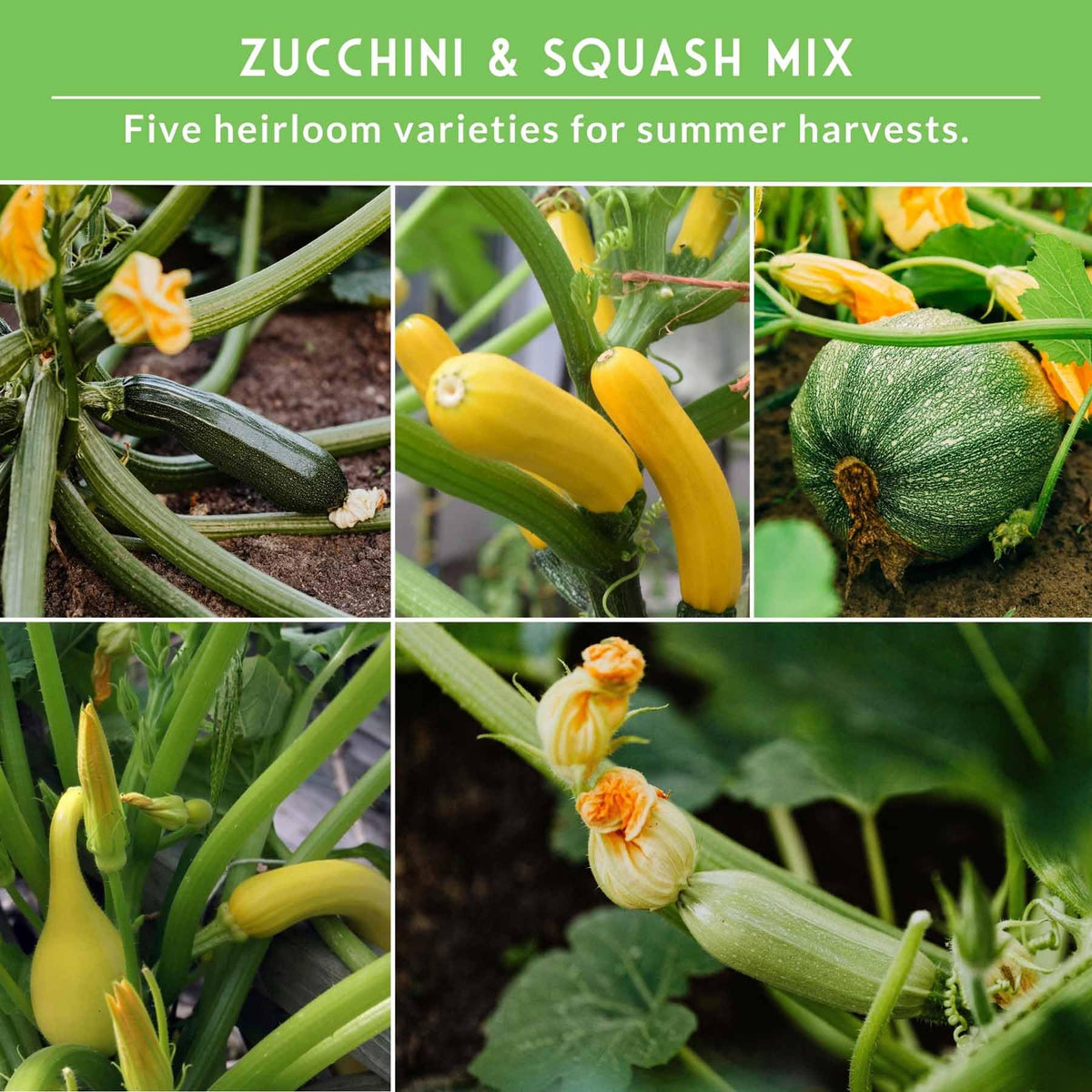 SURVIVAL GARDEN SEEDS Grey zucchini plant with glossy fruit in sun.