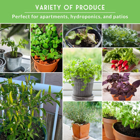 SURVIVAL GARDEN SEEDS Buttercrunch lettuce ready for fresh salads indoors.