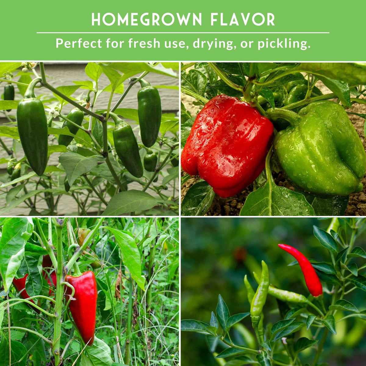 SURVIVAL GARDEN SEEDS Jalapeño peppers on plant, ideal for salsas.