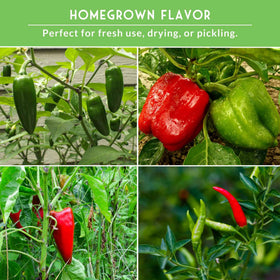 SURVIVAL GARDEN SEEDS Jalapeño peppers on plant, ideal for salsas.