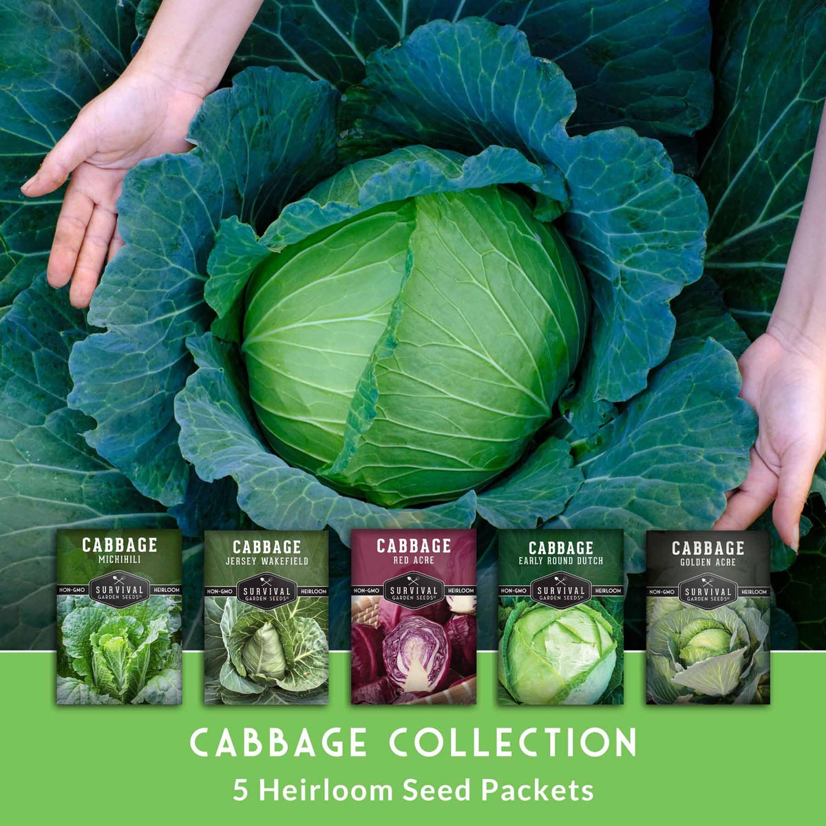 Survival Garden Seeds Jersey Wakefield cabbage seeds for traditional fall harvest and storage.