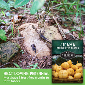 Large jicama tubers hint at mild nutty sweetness after harvest