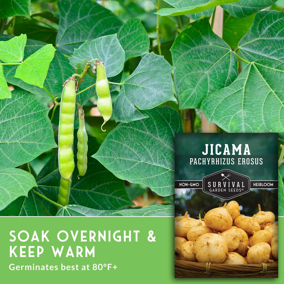 Open-pollinated, non-GMO jicama seeds from a family-owned brand