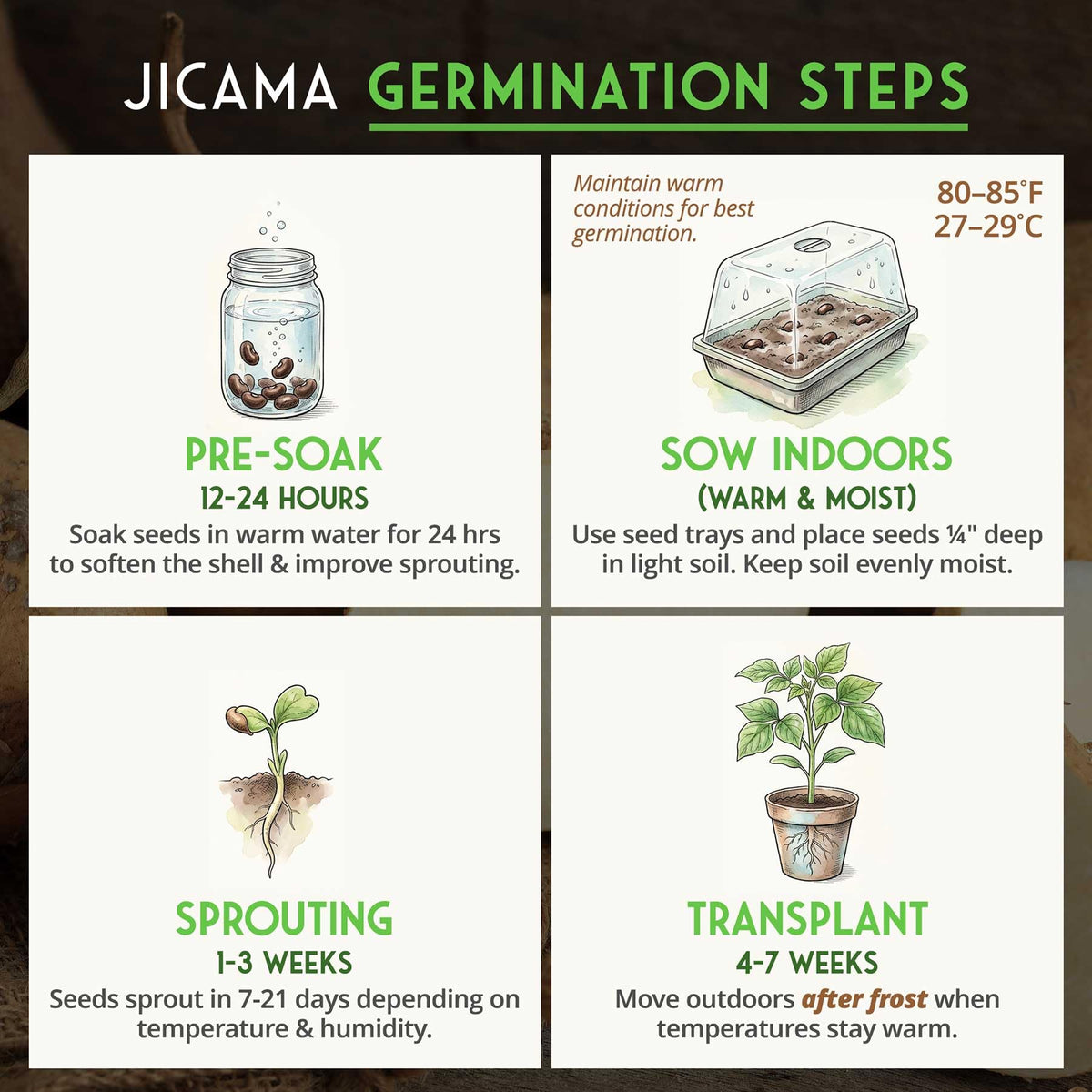 Vine growth on trellis demonstrates long-season training for jicama