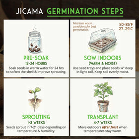 Vine growth on trellis demonstrates long-season training for jicama
