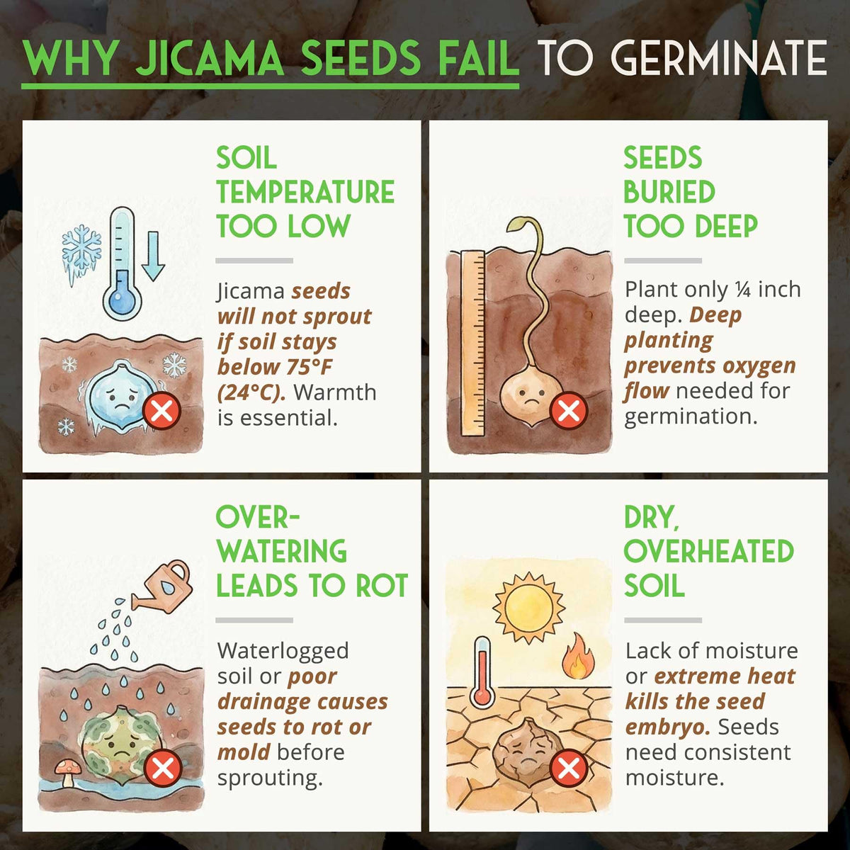 Warm soil requirement guides jicama germination and growth
