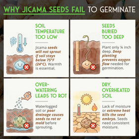 Warm soil requirement guides jicama germination and growth