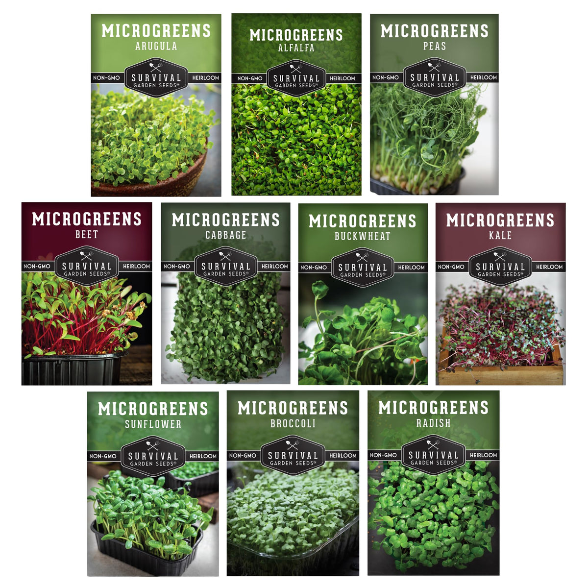 Survival Garden Seeds kale microgreen seed for nutrient-rich greens.