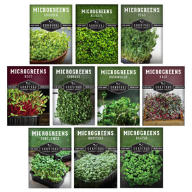 Survival Garden Seeds kale microgreen seed for nutrient-rich greens.